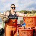 Keranjang transfer tiram yang dicetak HDPE